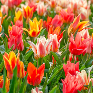 Colour Fun Tulip Mixture Seeds
