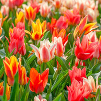 Colour Fun Tulip Mixture Seeds
