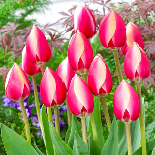 Russian Princess Tulip Seeds