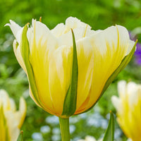 Sweet Valley Tulip Seeds