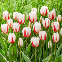 Salsa Tulip Seeds