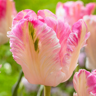 Cabanna Parrot Tulip Seeds