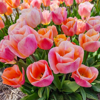 Jeu d'Amour Tulip Seeds