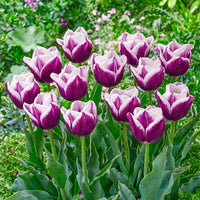Charoite Tulip Seeds
