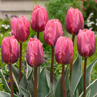 Pretty Princess Tulip Seeds