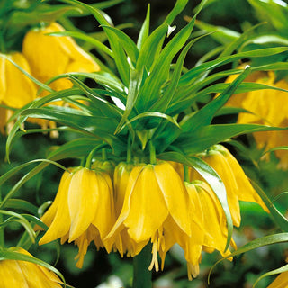 Maxima Lutea Crown Imperial Seeds