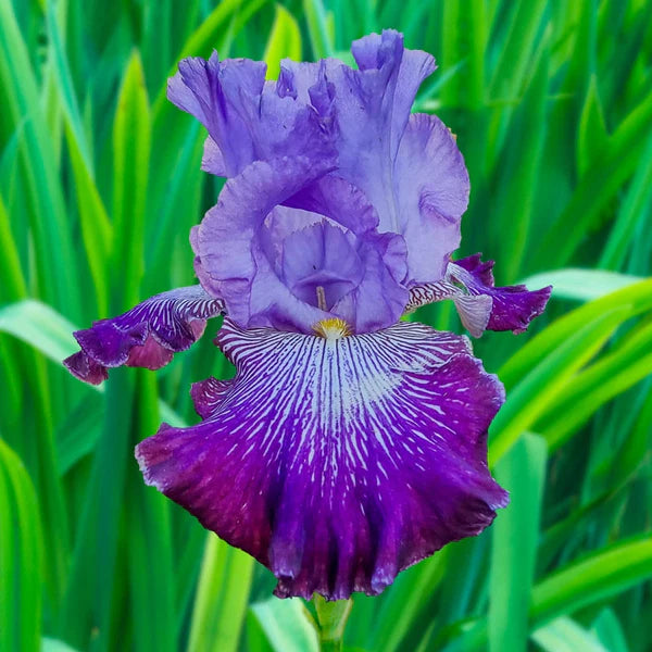 Jawbone Flats Bearded Iris Seeds