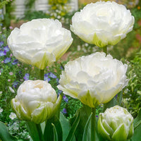 Mount Tacoma Tulip Seeds