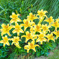 Gold Fever Oriental Carpet Border Lily Seeds