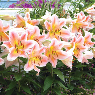 Salmon Party Oriental Carpet Border Lily Seeds