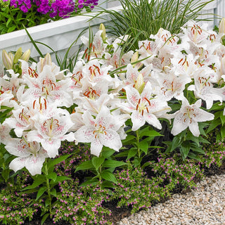 Muscadet Oriental Carpet Border Lily Seeds