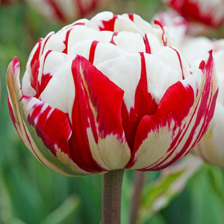 Carnaval de Nice Tulip Seeds
