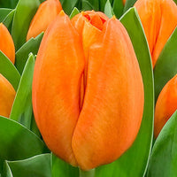 Orange Sherpa Tulip Seeds