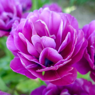 Blue Spectacle Tulip Seeds