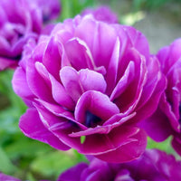 Blue Spectacle Tulip Seeds