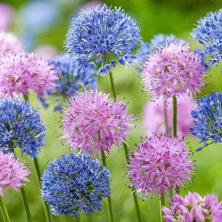 Heavenly Hues Allium Mixture Seeds