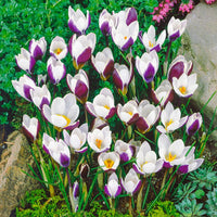 Ladykiller Snow Crocus Seeds