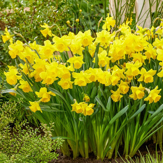 Growers Pride Daffodil Seeds
