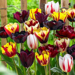 Burgundy Bliss Tulip Mixture Seeds