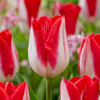 Kissable Tulip Seeds
