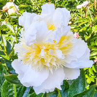 Bride's Dream Peony
