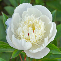 Immaculee Peony