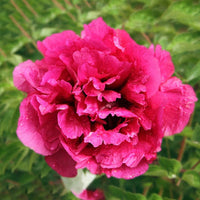 Rebel Rockii-Flare Tree Peony
