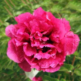 Rebel Rockii-Flare Tree Peony