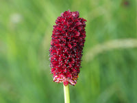 Heirloom Sanguisorba Officinalis Flower Seeds, Non-GMO Unique Blooms for Planting