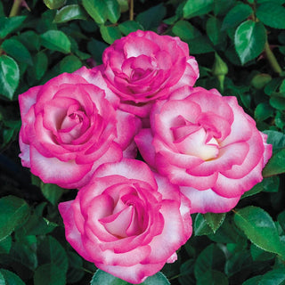Miss Congeniality Grandiflora Rose