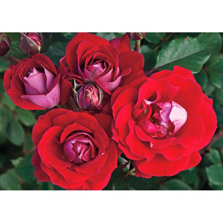 Take it Easy Floribunda Rose