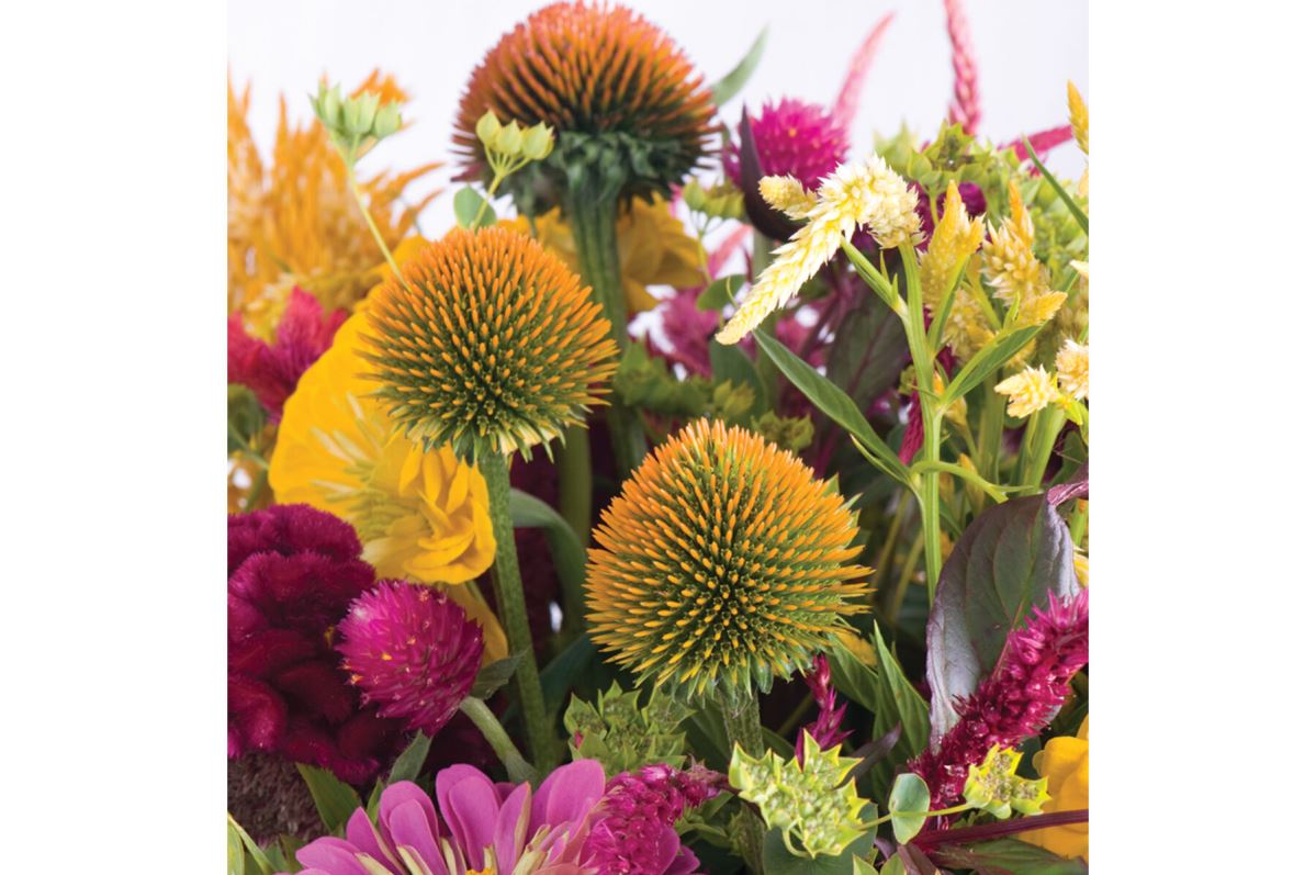 Organic Echinacea Seeds