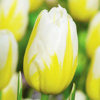 Lemon Meringue Tulip Seeds
