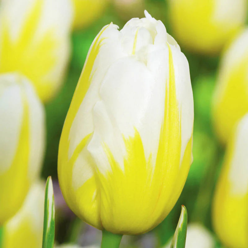 Lemon Meringue Tulip Seeds
