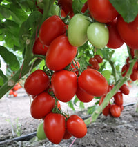 Granadero – Organic Tomato Seed