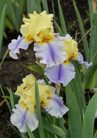 Easter Candy Bearded Iris Seeds