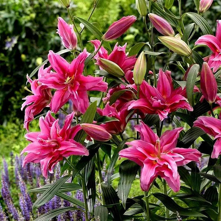 Double-Petaled Perfume Lily Bulbs