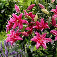 Double-Petaled Perfume Lily Bulbs