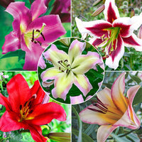Spotlight Lily Tree Collection Seeds