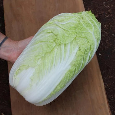 Cabbage Organic Seeds