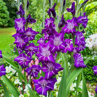 Hallowy Gladiolus