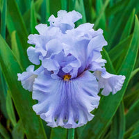 Platinum Passion Bearded Iris Seeds