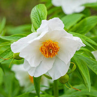 Himalayan Peony