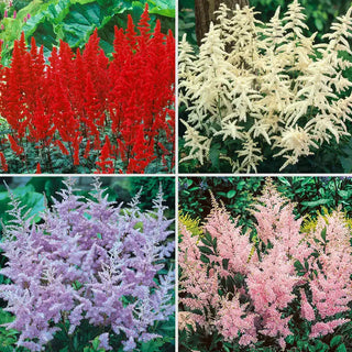 Deluxe Astilbe Collection