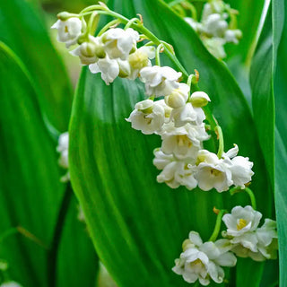 Double-Flowered Lily-of-the-Valley