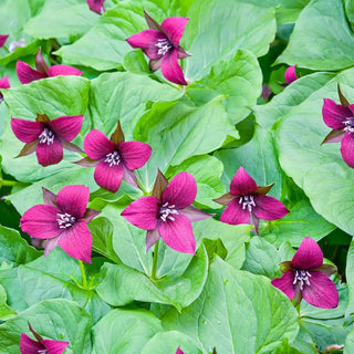 Purple Trillium