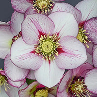 French Kiss Single Hellebore