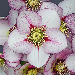 French Kiss Single Hellebore