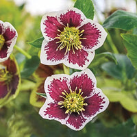 Romantic Getaway Single Hellebore