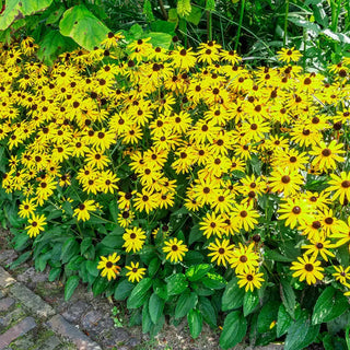Goldsturm Rudbeckia Super Sak